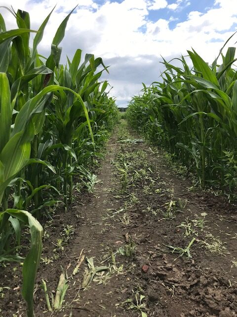 Maize maze