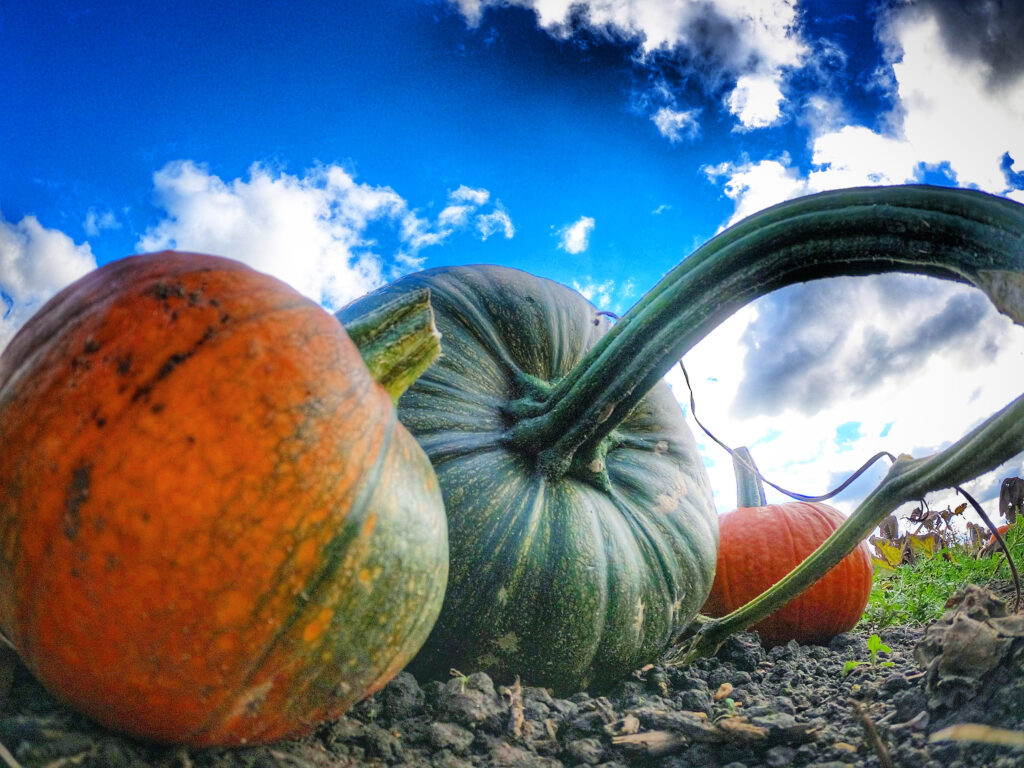 Pick your own Pumpkins - Redhouse Farm Waddingworth