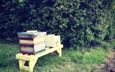Honey Bees